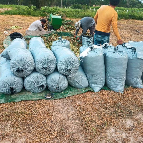 Trabajadores agrícolas empacando ensilado de maíz en bolsas silo plásticas resistentes - Geoland